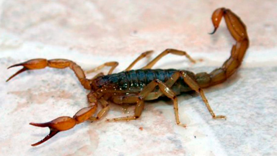 FUMIGACIONES DE ALACRANES